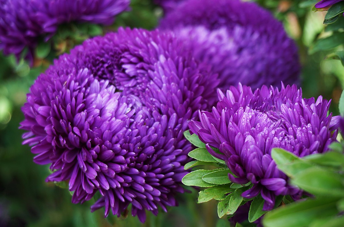 Астра пионовидная Вайолеттер фиолетовая