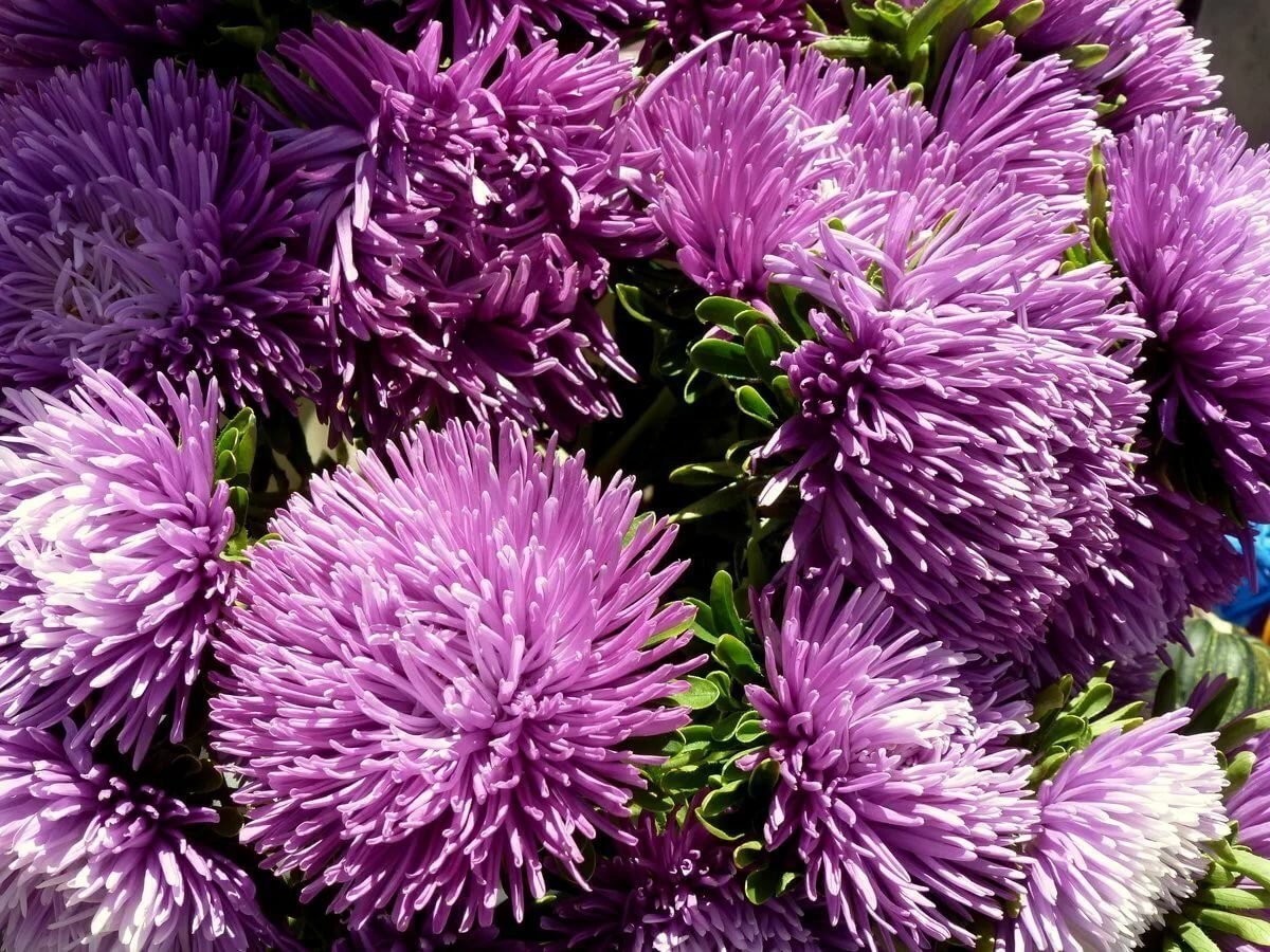 Астра каллистефус