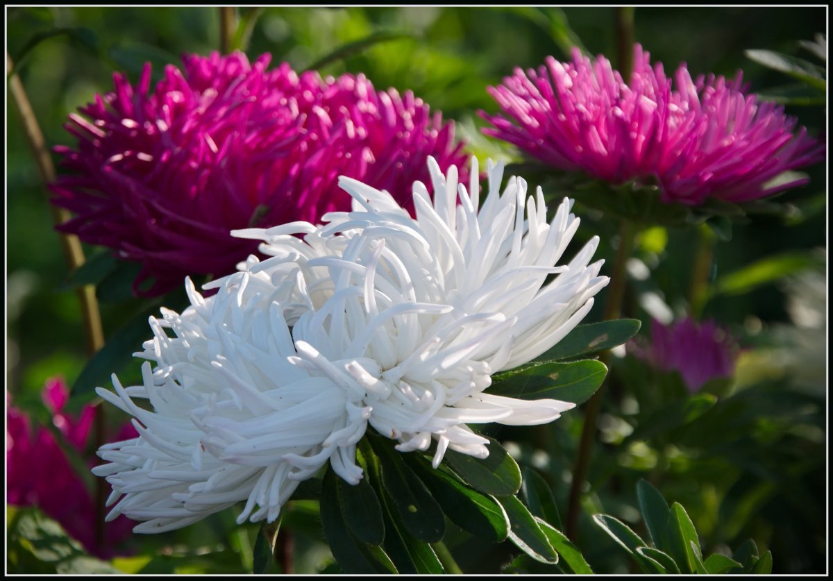 Астра Фламир бело-голубой