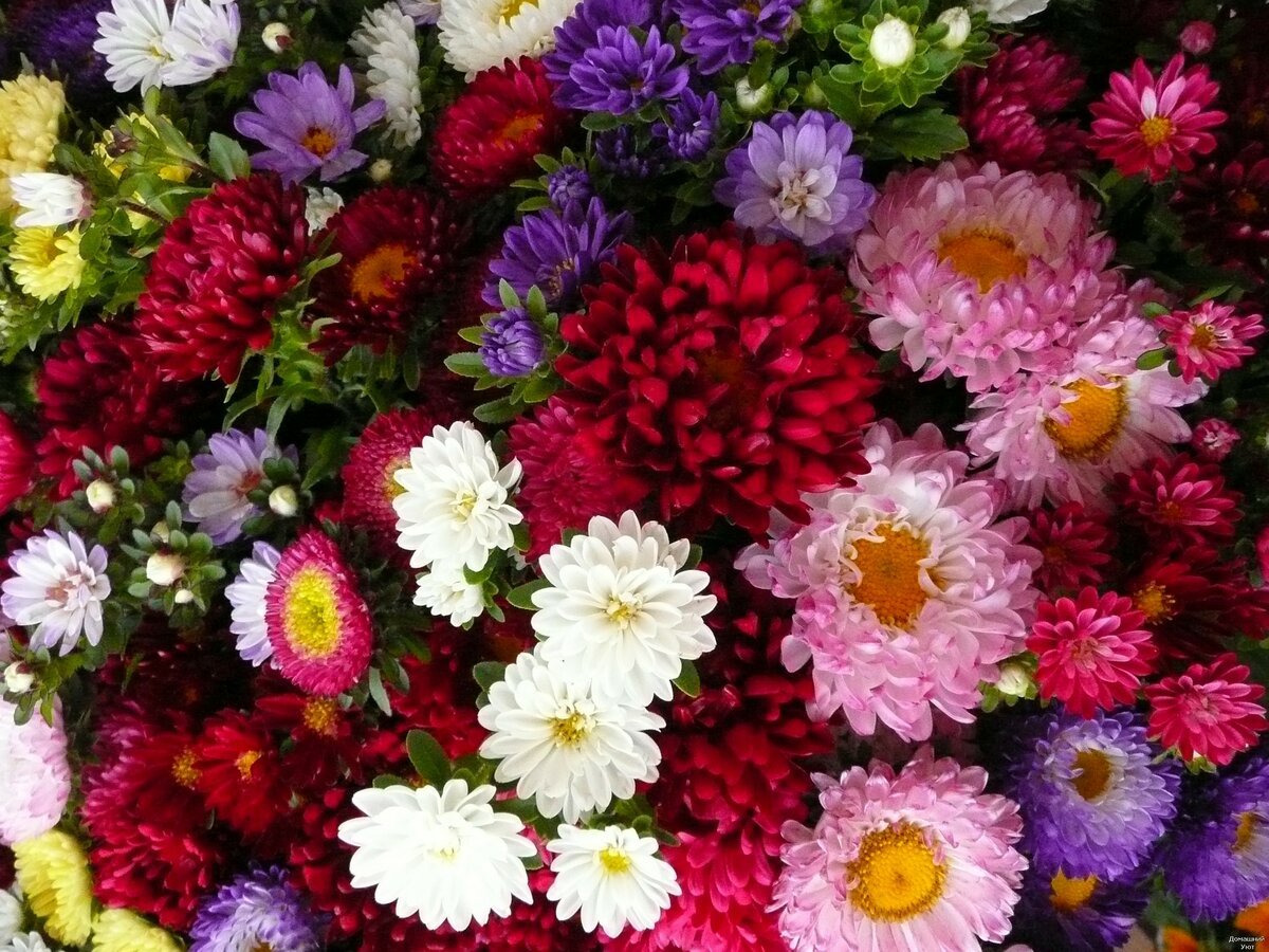 Астра однолетняя