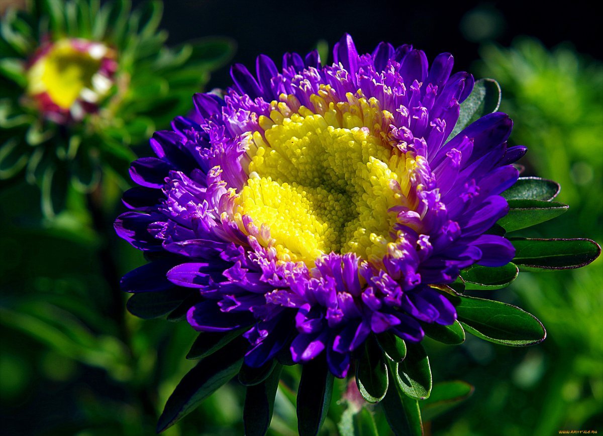 Астра Лаура