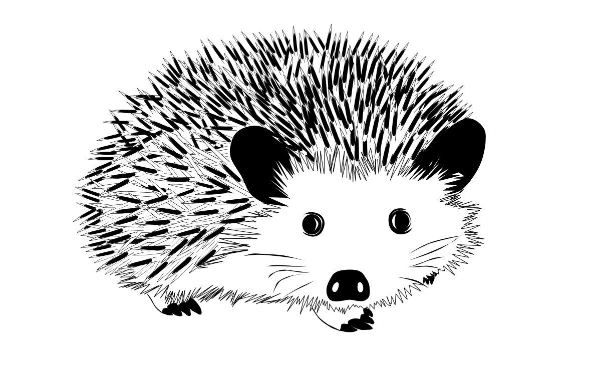 Еж раскраска
