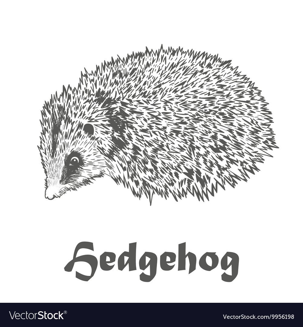 Питание ежа картинки