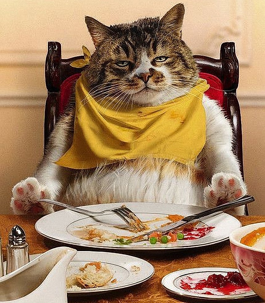 Обожравшийся кот
