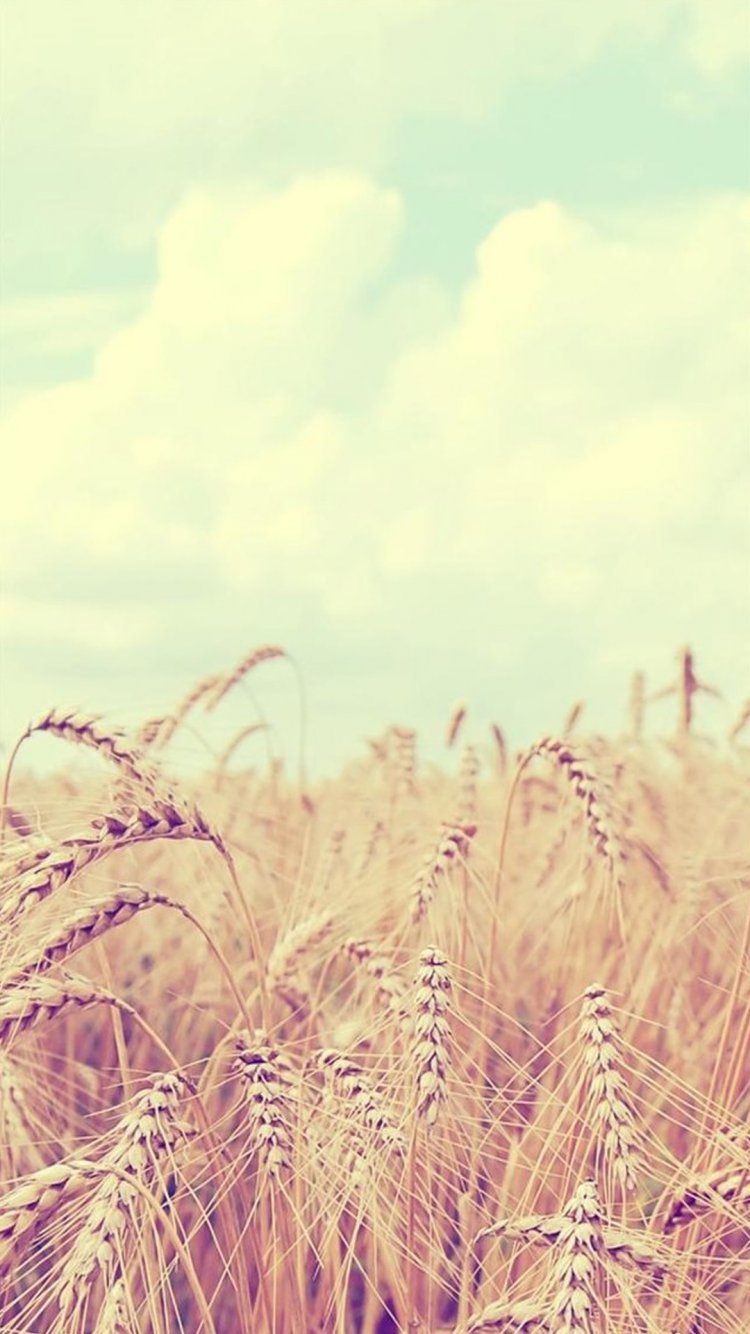 Летняя Эстетика