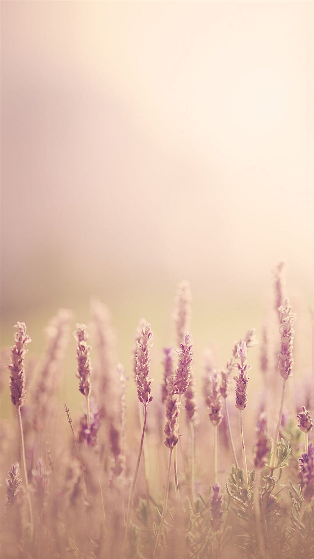 Пляж Эстетика пальмы