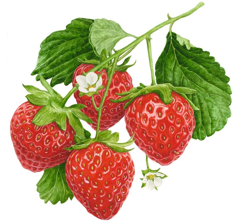 Клубника отрисовки