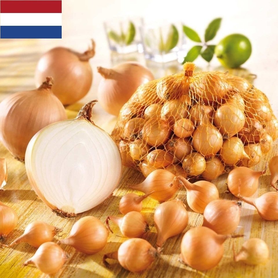 Лук севок Коррадо