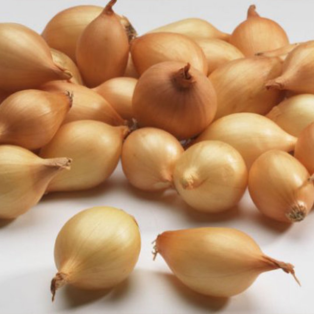 Лук-севок f1 Коррадо