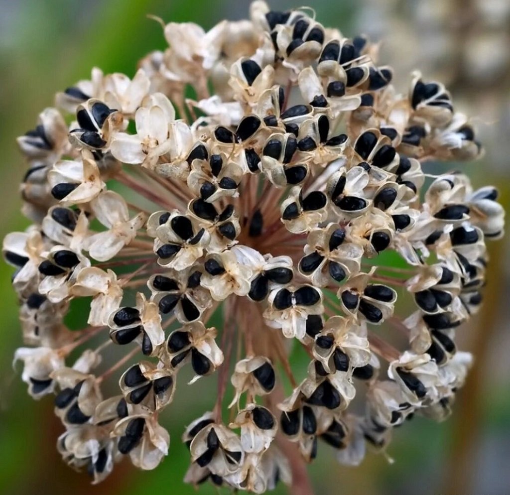 Лук Чернушка семена