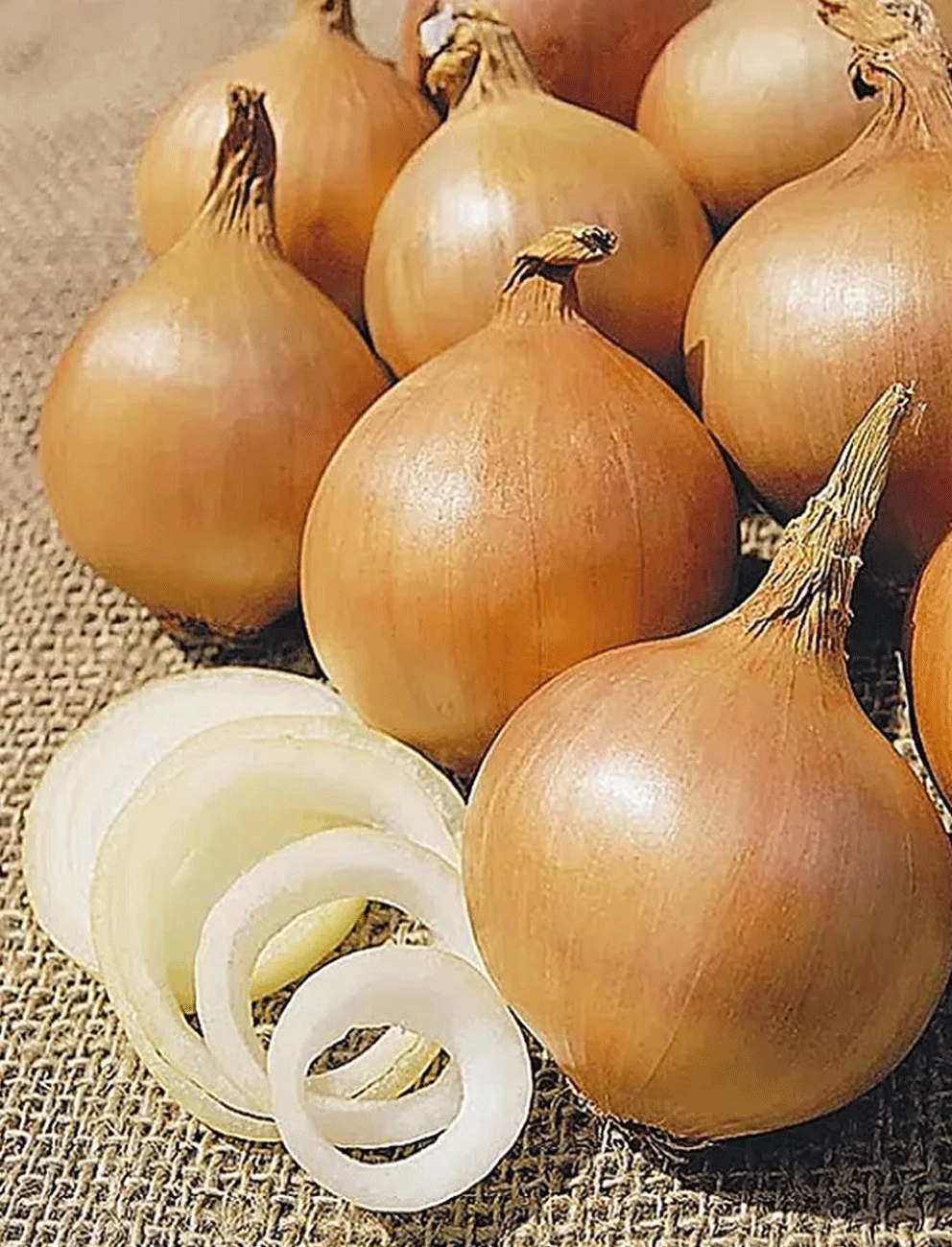 Лук репчатый Стригуновский местный 1 гр