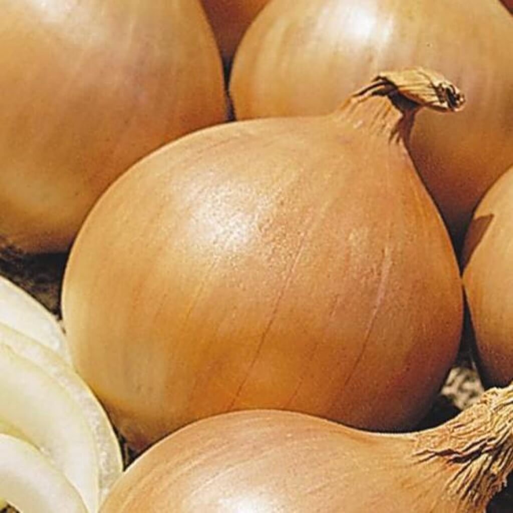 Сорт лука Бессоновский местный