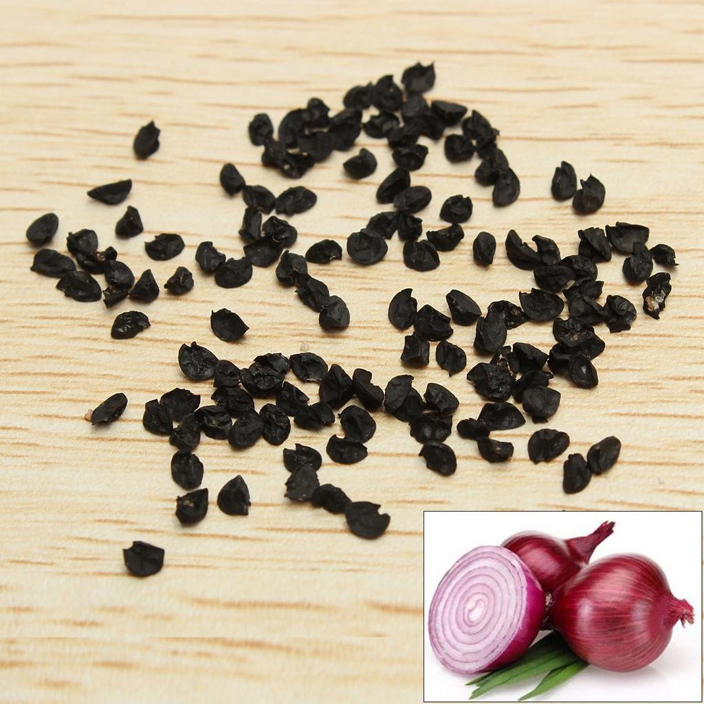 Семена лука картинка