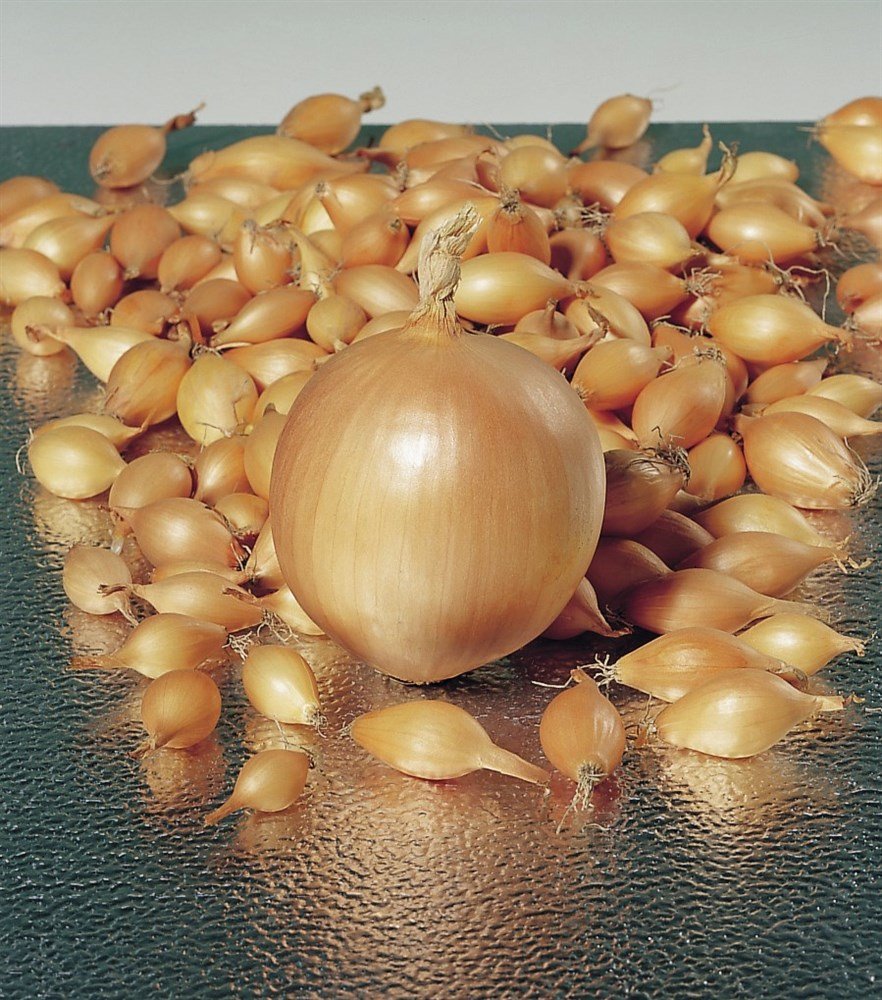 Лук-севок Стардаст