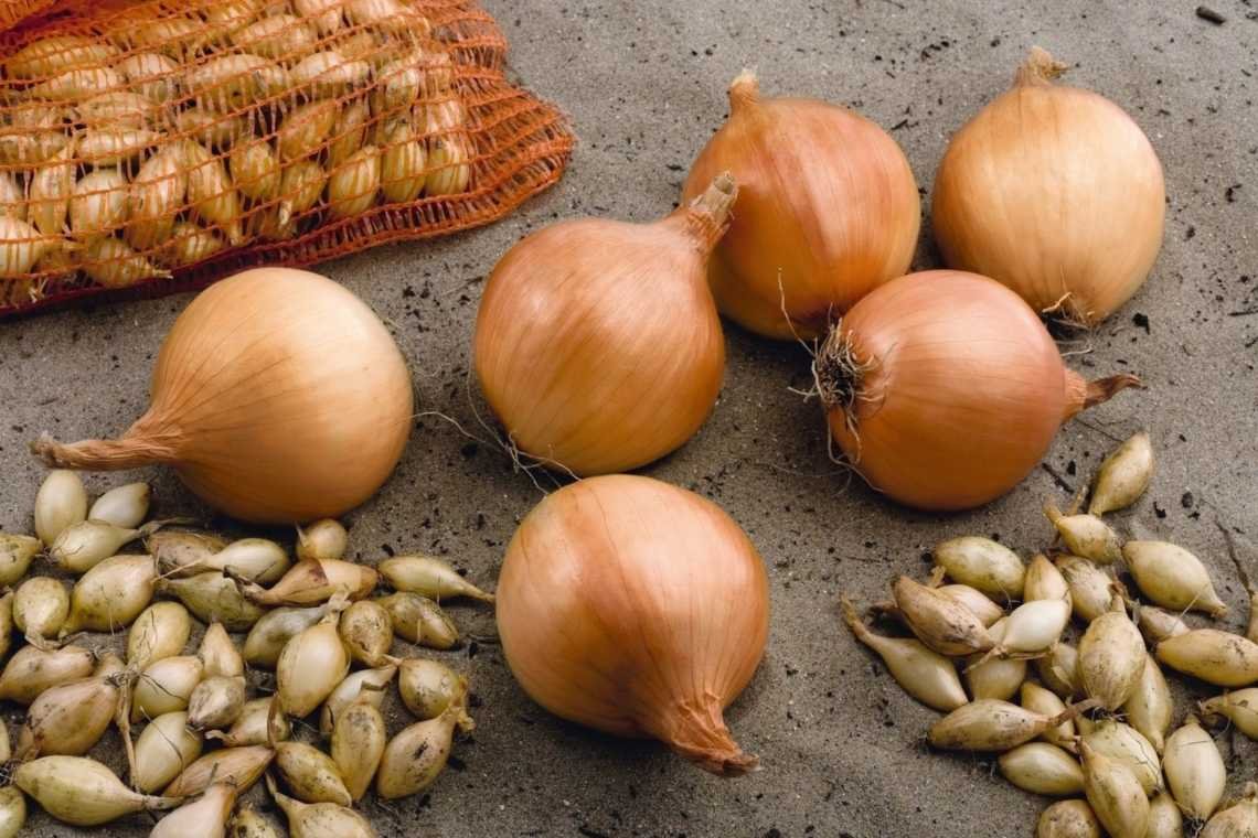 Лук севок Стурон Голландия