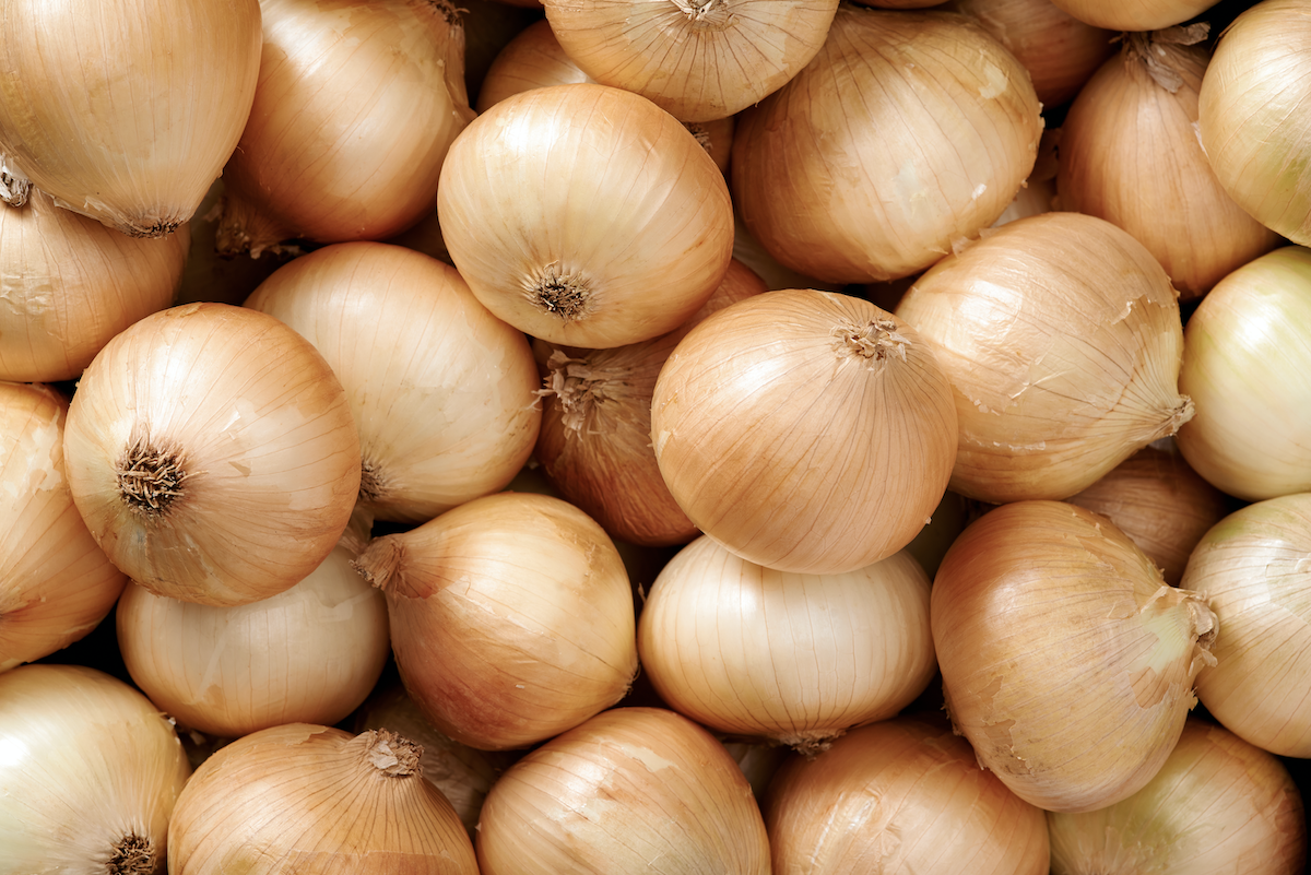 Сорт лука Каратальский