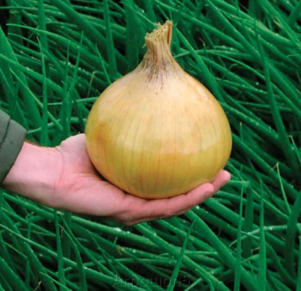 Сорт лука Эксибишен
