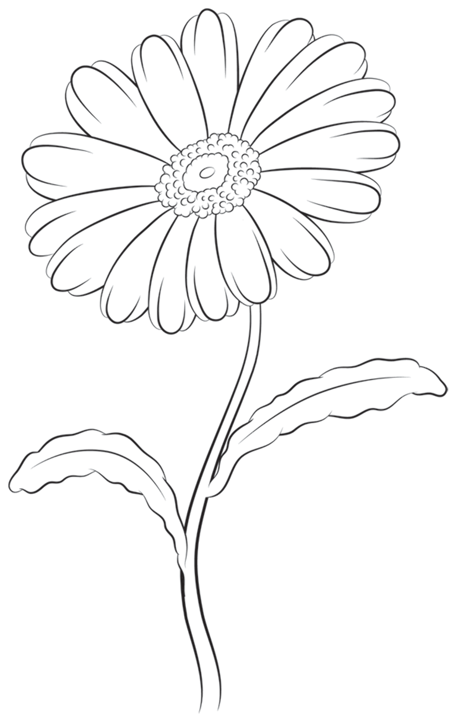 Ромашка раскраска
