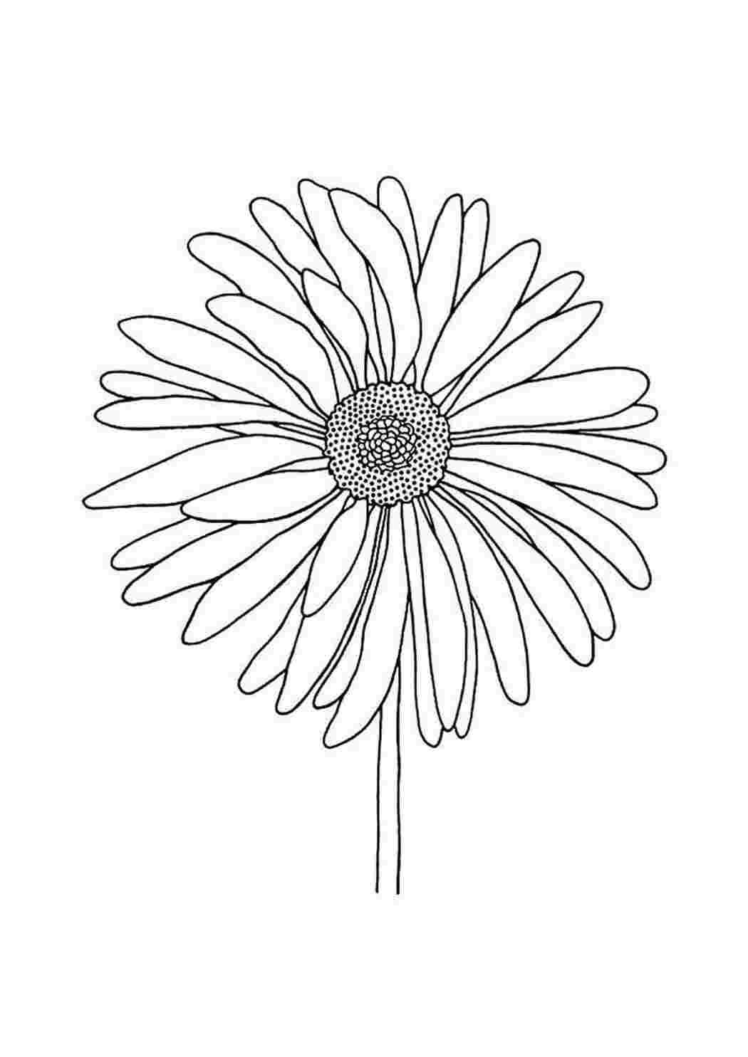 Ромашка раскраска для детей