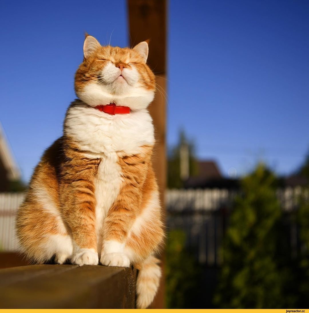 Довольный рыжий кот