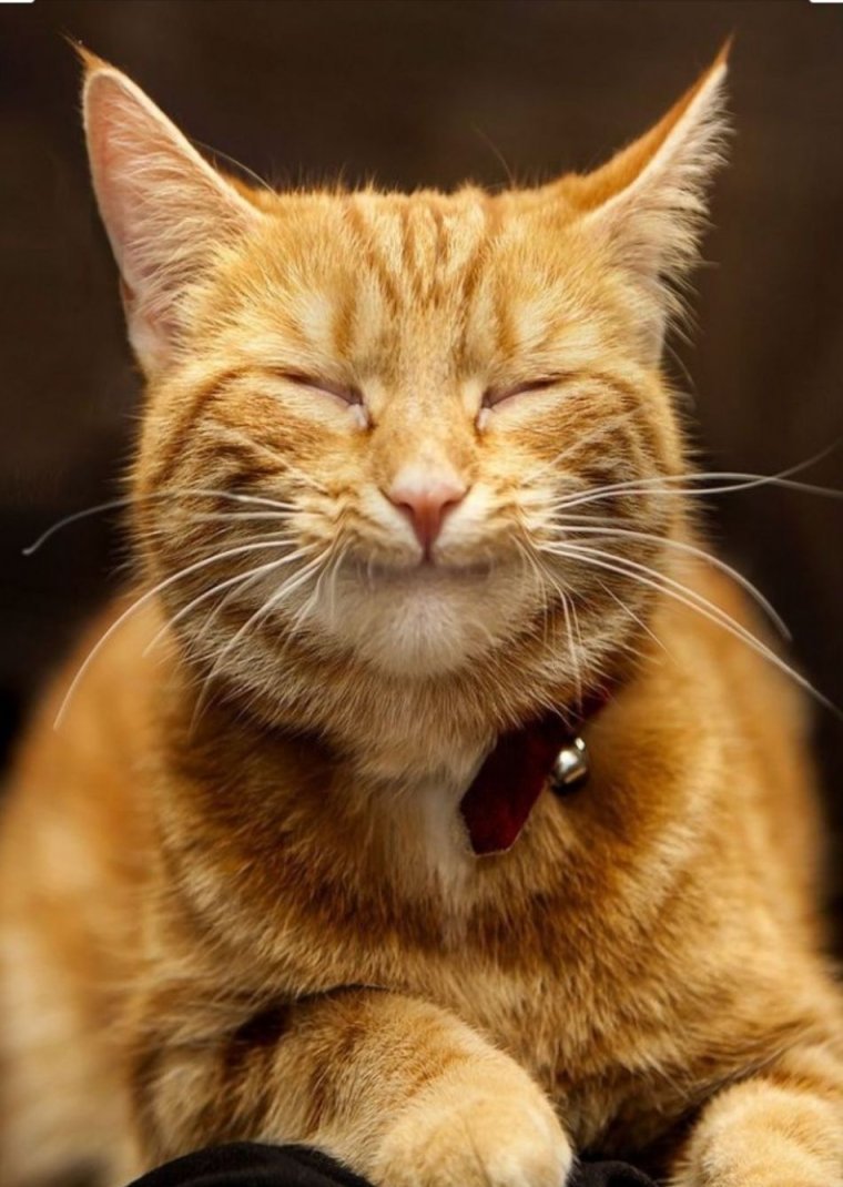 Манул Стикеры телеграмм