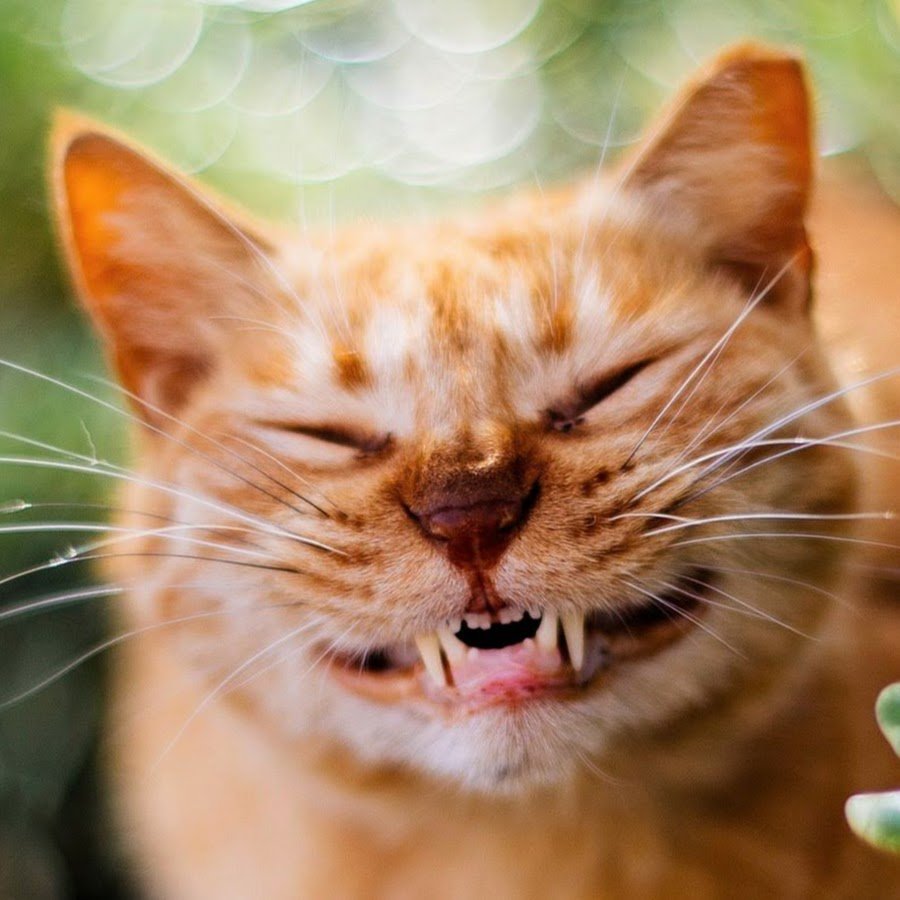 Довольный кот