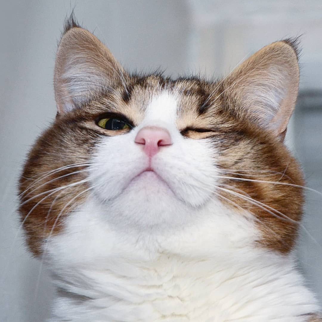 Котенок потягивается