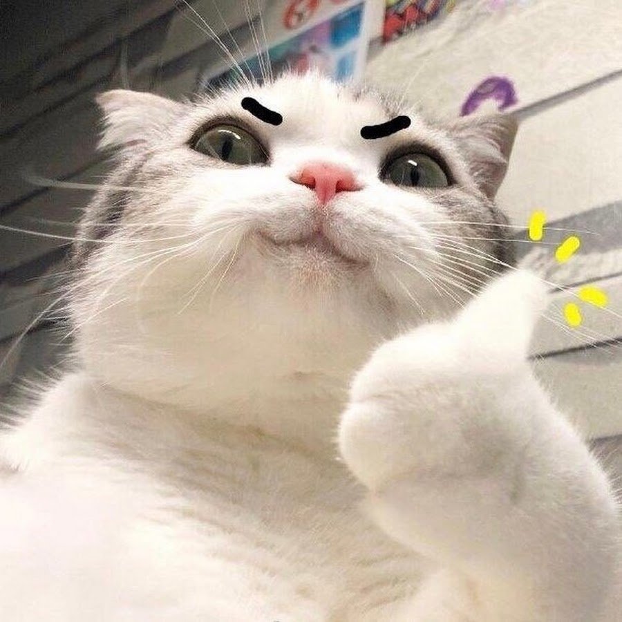 Кот на море