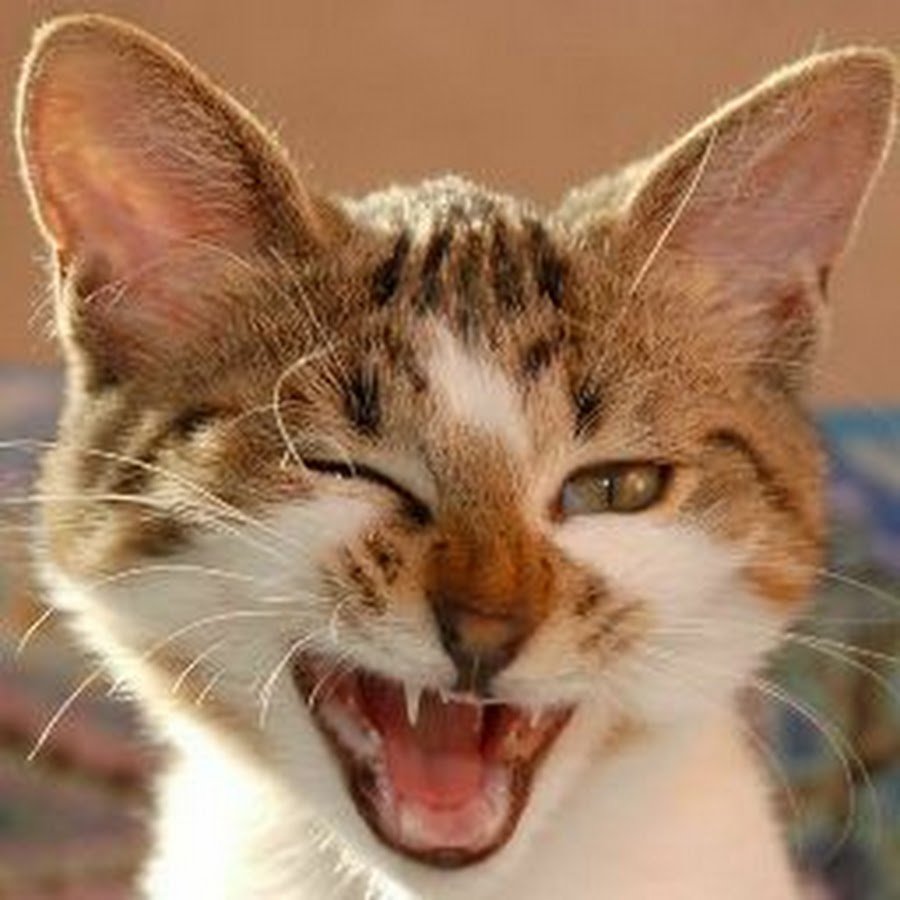 Умиляющийся котик