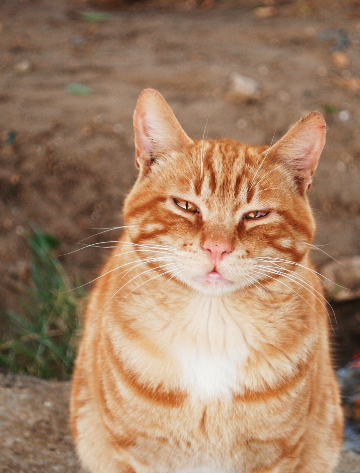 Кот смеется