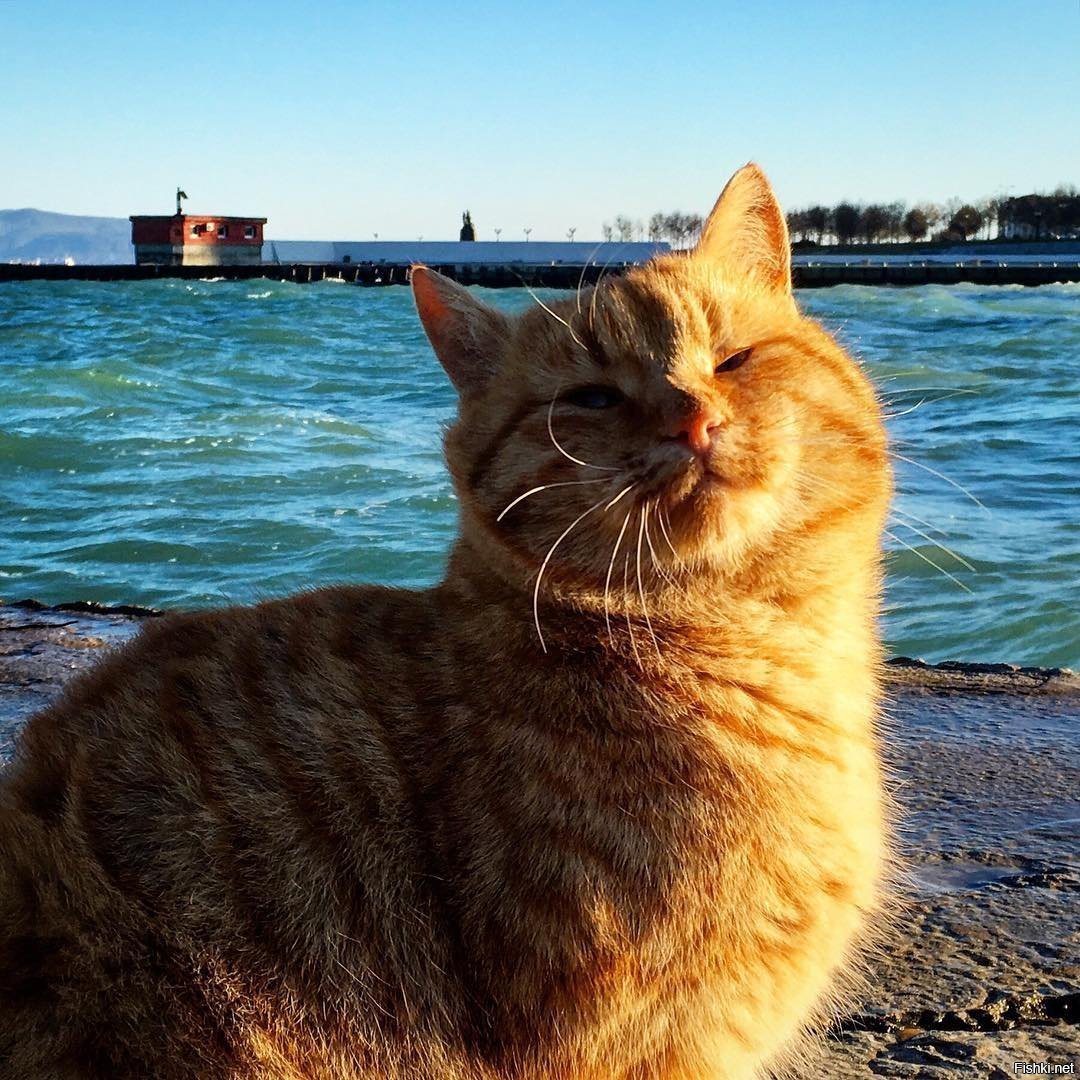 Радостный котик