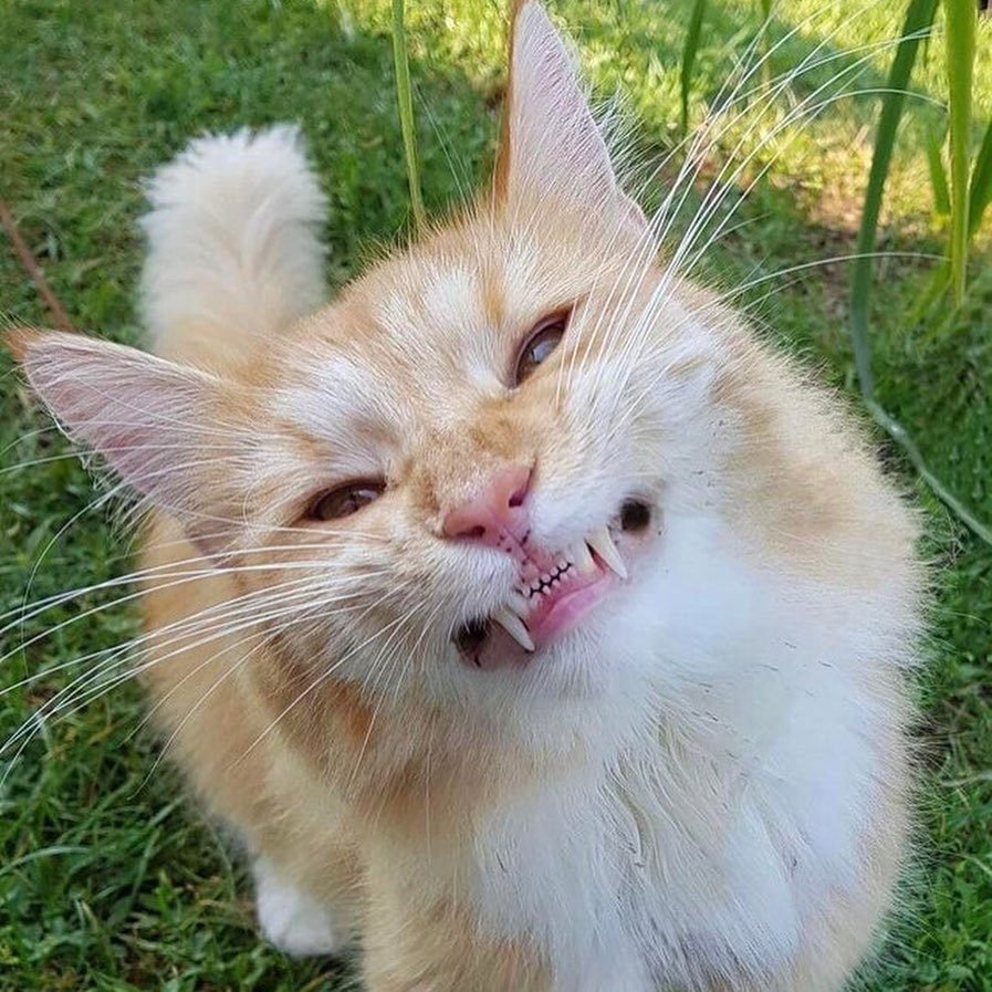Кот смеется