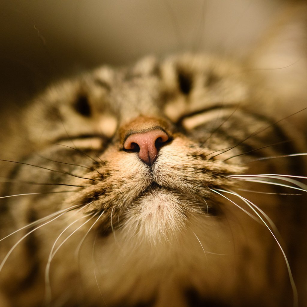 Довольный котик Мем улыбка