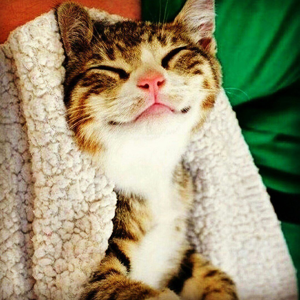 Рыжий кот без зубов