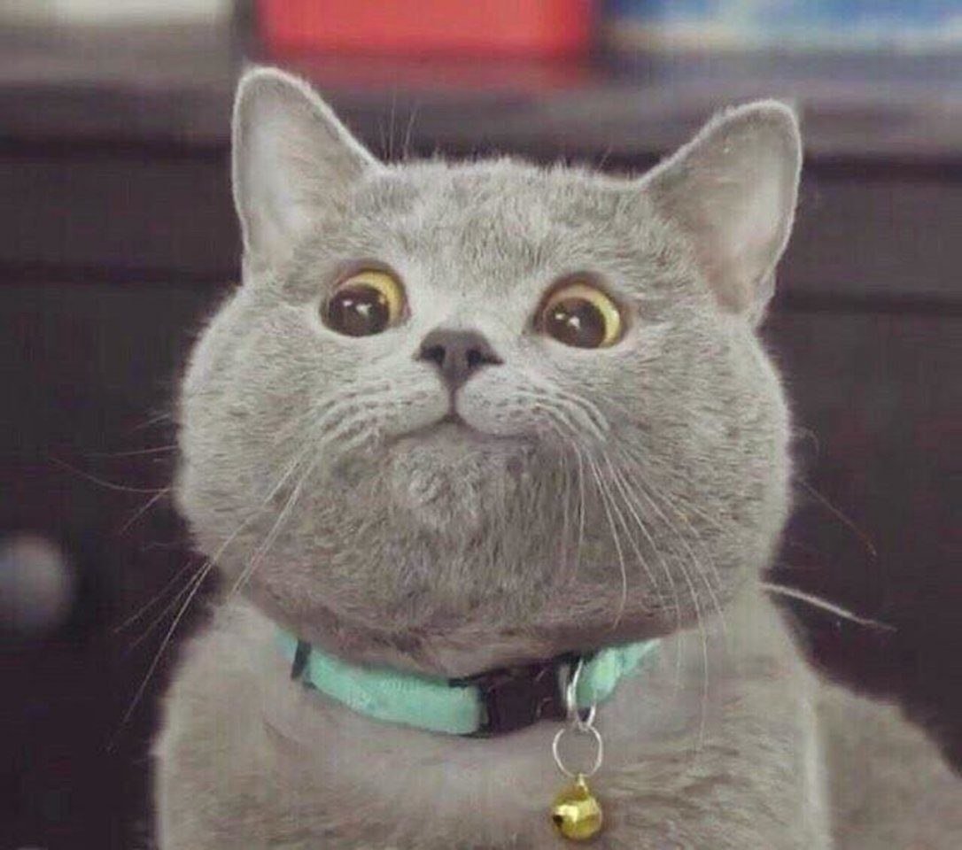 Милый кот улыбается