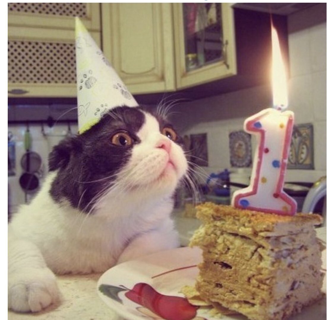 С днем рождения кот