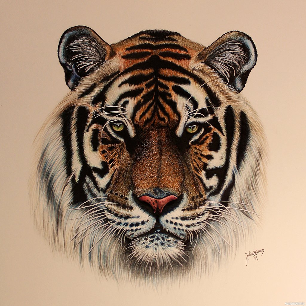 Тигр рисунок