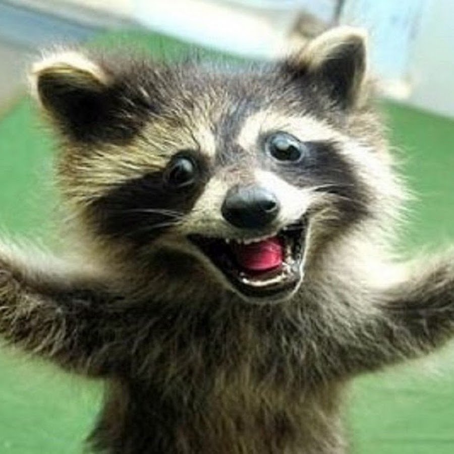 Глад ВАЛАКАС енот