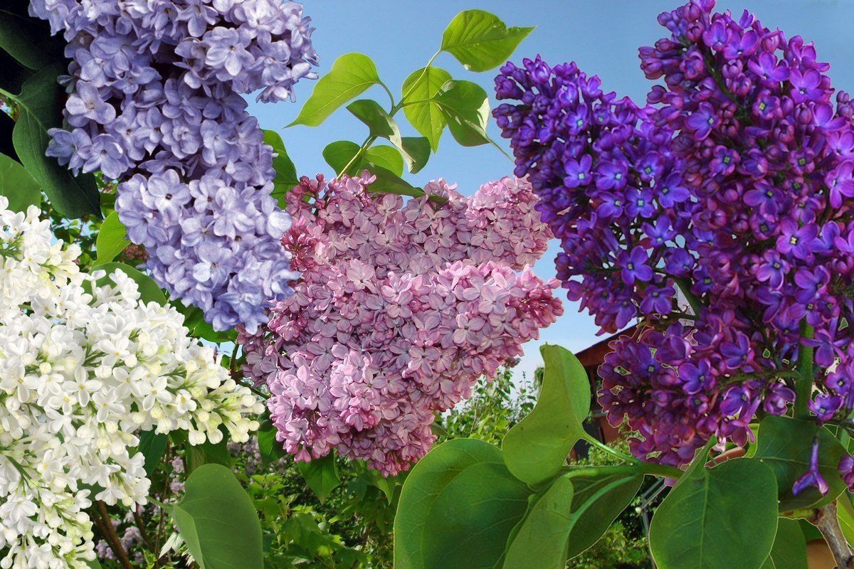 Яблони цветет Георгиевская лента