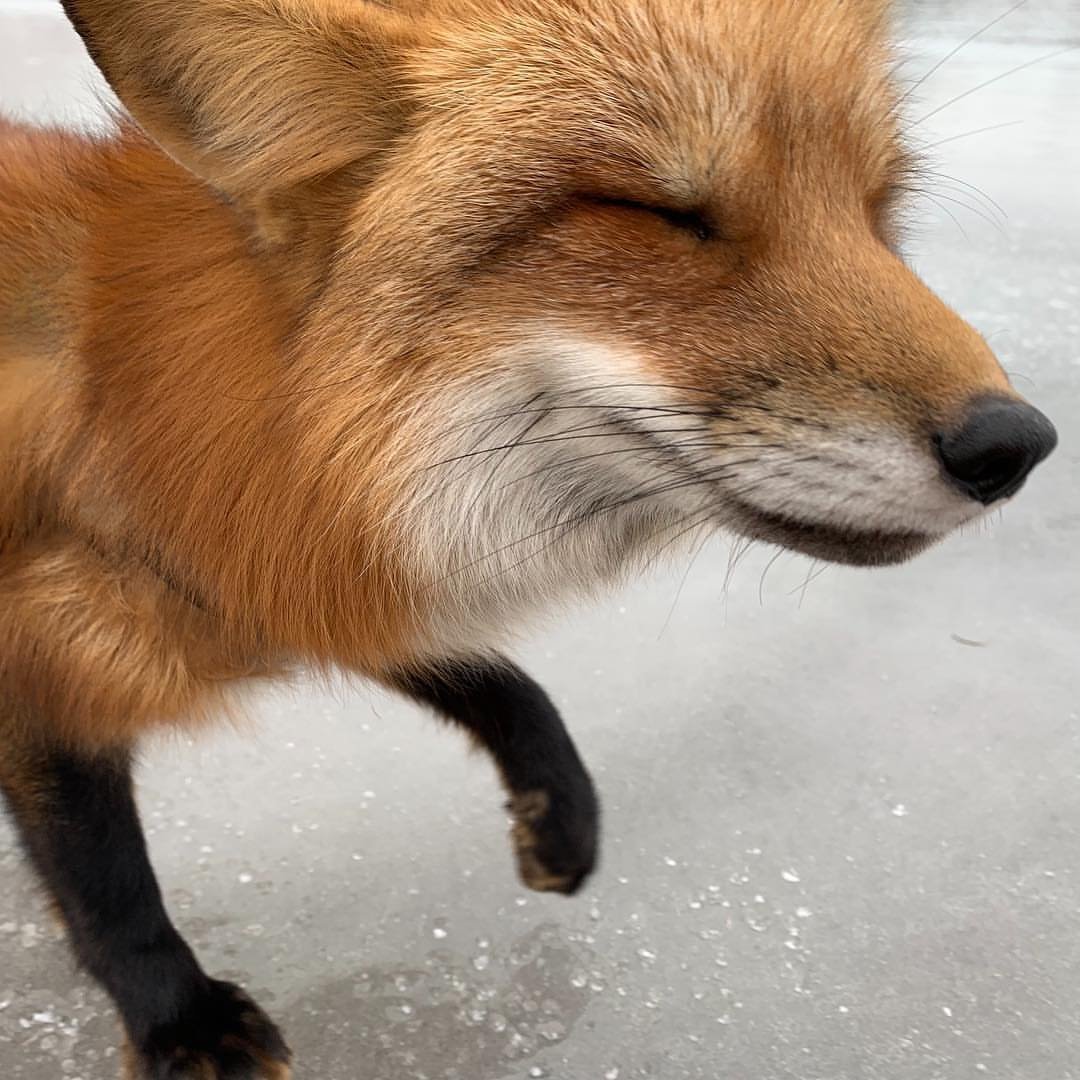 Лис Патрикей