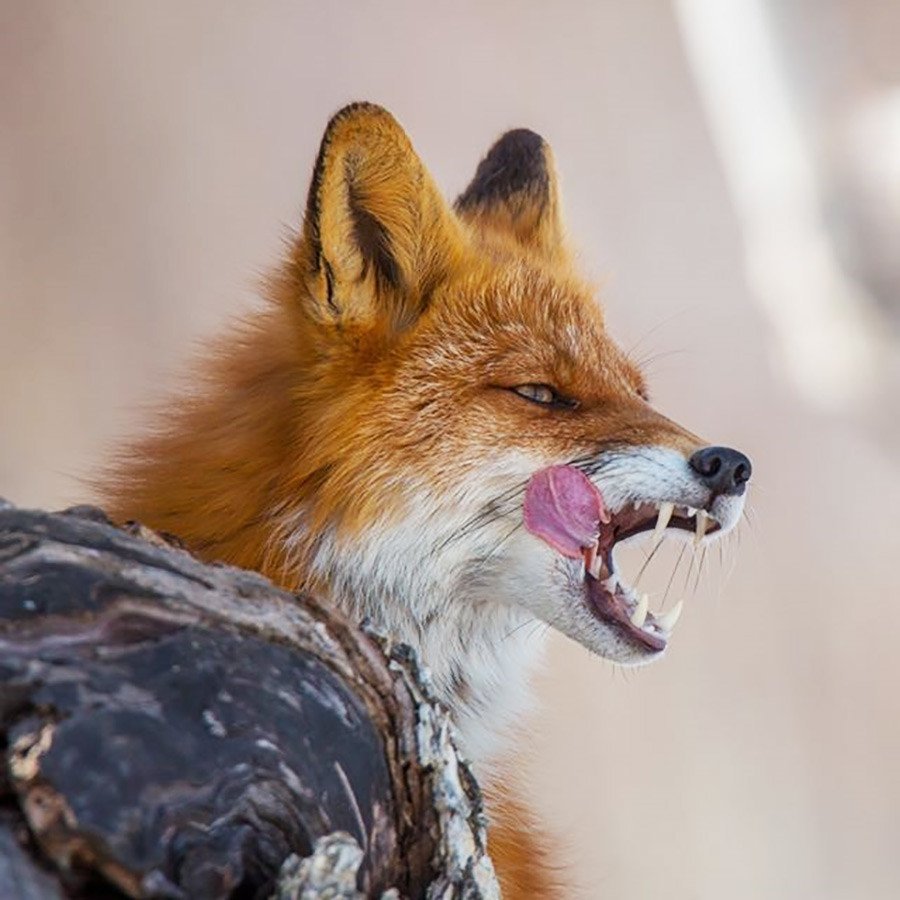 Стикеры Лисичка