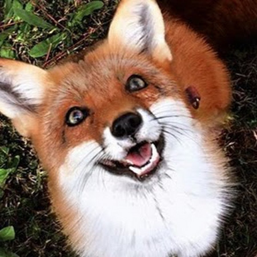 Лисичка Джунипер