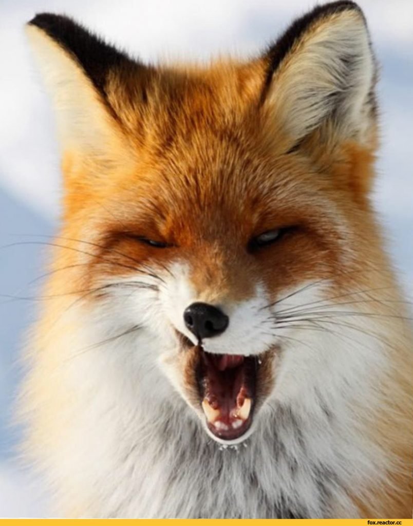 Хитрая Алиска