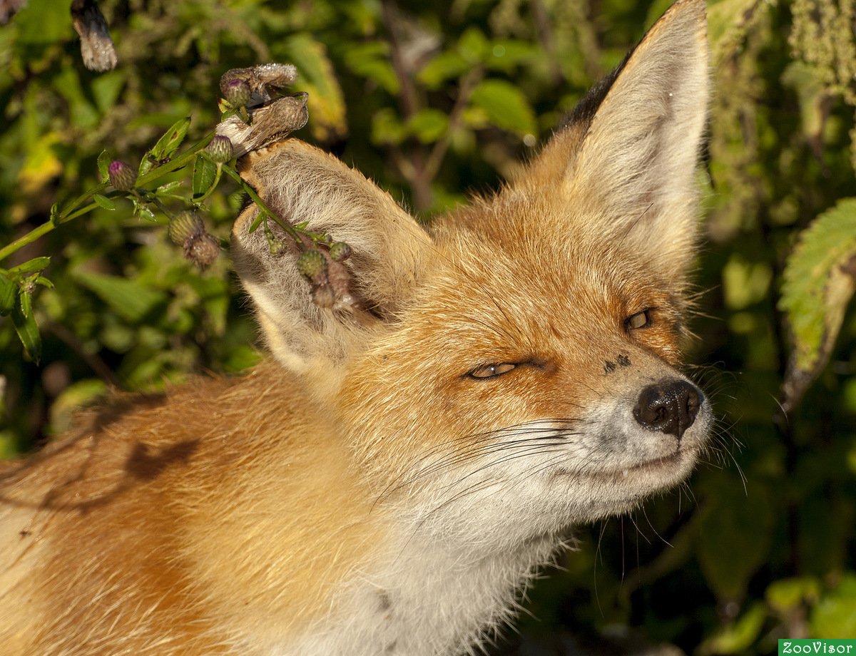 Злодей Злодеич Лис