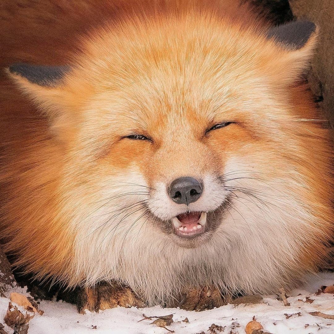 Красивая лиса