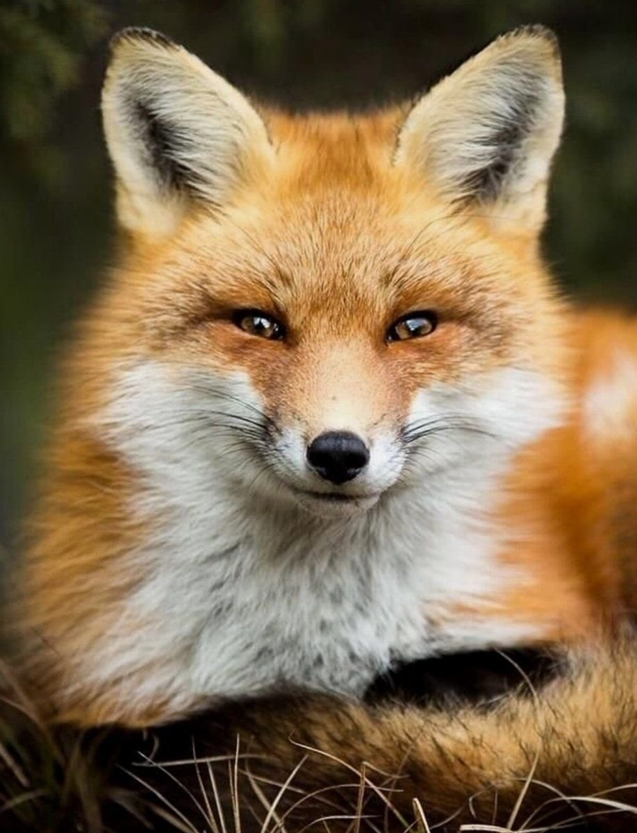 Хитрая лисичка картинки