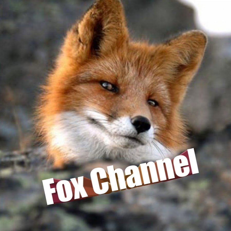 Лиса Комсомольск на Амуре