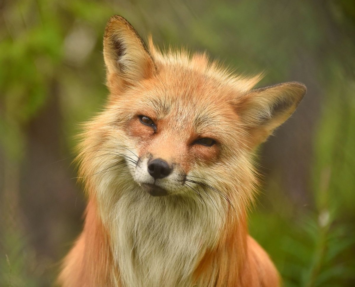 Недовольная лиса