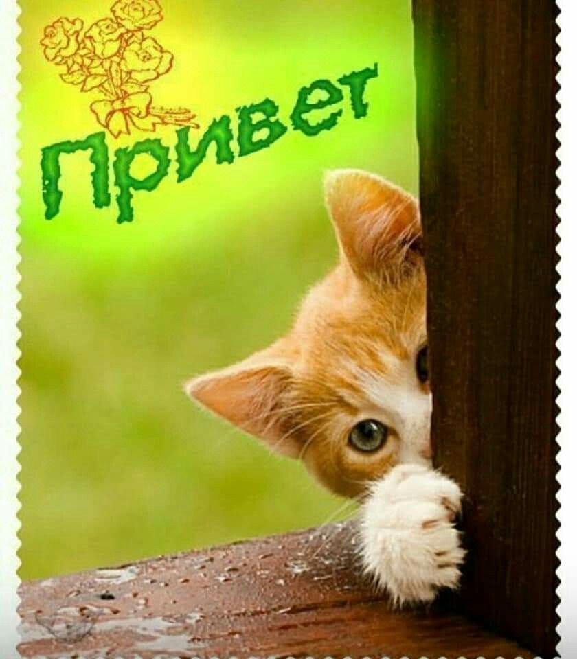 Аватарка прикол