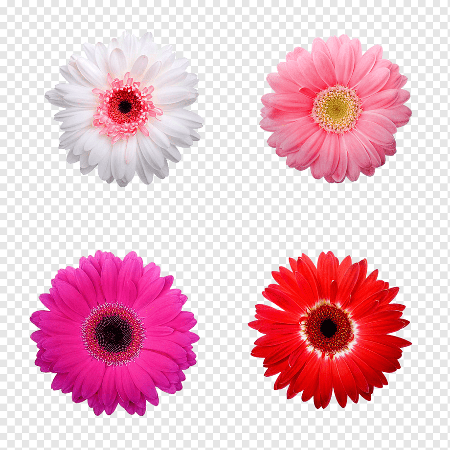 Цветы гербер маргаритки